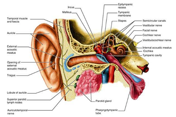 The Ear The Ear